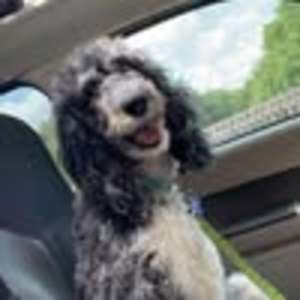 Meet your Posher, Freyja